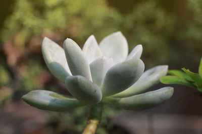 Close-up of flowering plant