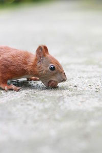 Close-up of squirrel on field