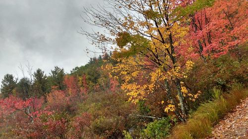 Scenic view of trees against cloudy sky