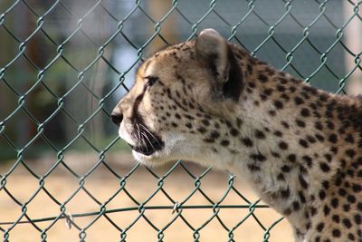 Close-up of cat in cage