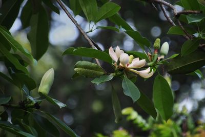 Close-up of flowering plant