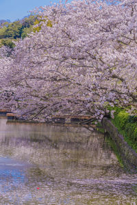 View of cherry blossom from tree