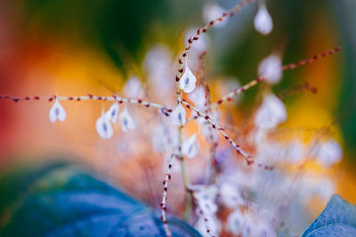 Close-up of small plant outdoors