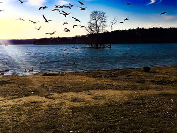 Birds flying over calm blue sea