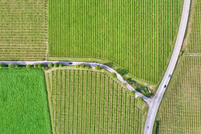 Aerial view of road amidst agricultural field