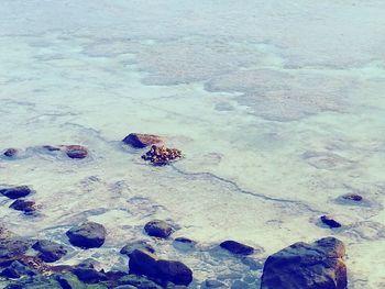 High angle view of crab on beach