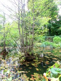Scenic view of lake in forest