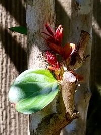 Close-up of flower tree trunk