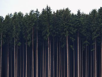 Low angle view of pine trees in forest