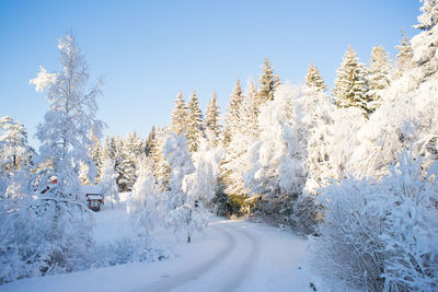 Snow covered trees against clear sky