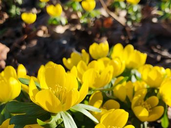 Close-up of yellow flowers on field