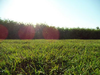 Scenic view of field against clear sky