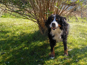 Portrait of dog on grass