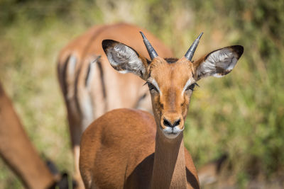 Portrait of impala standing in forest