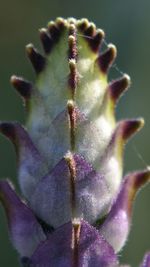 Close-up of flowers