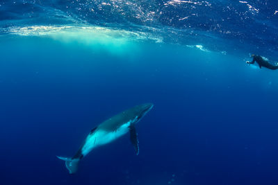 A baby humpback whale approaches a snorkeler in the pacific ocean near tonga.