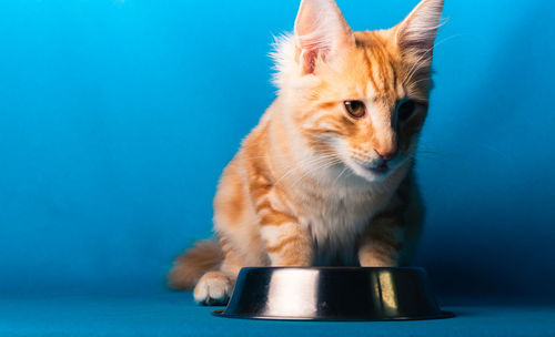 Close-up of a cat looking away