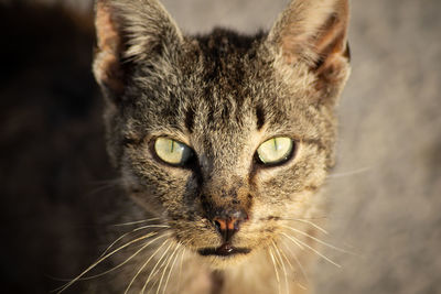 Close-up of cat