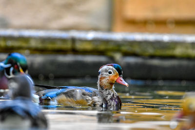 Close-up of duck swimming in lake