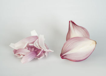 Close-up of pink roses against white background