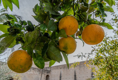 Low angle view of fruits on tree