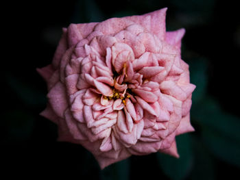 Close-up of pink rose flower