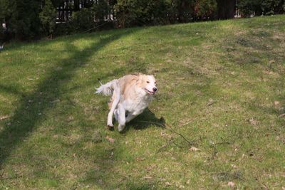 Dog standing on grassy field