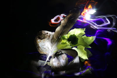 Close-up of multi colored flower against black background