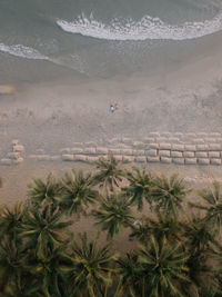 High angle view of palm trees on sand