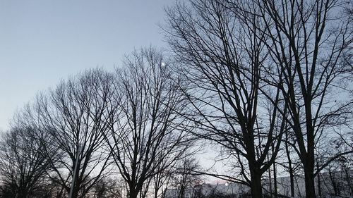 Low angle view of trees against sky