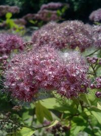 Close-up of pink flowers