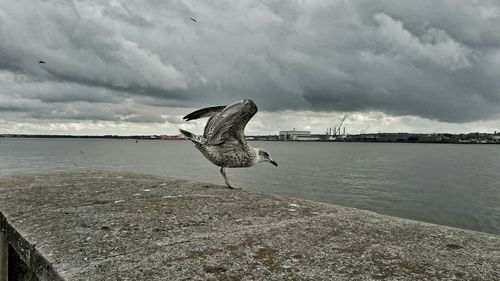 Bird perching on shore against sky