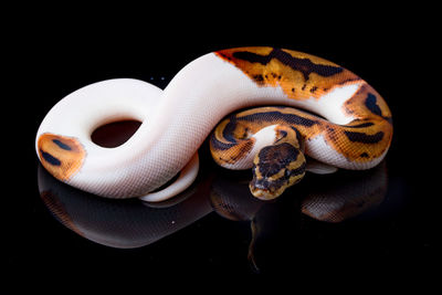 Close-up of snake against black background