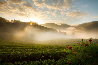 Scenic view of field against sky during sunset