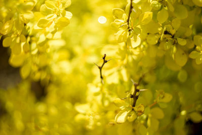 Close-up of insect on yellow flowering plant