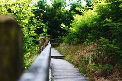 Footpath amidst trees in forest