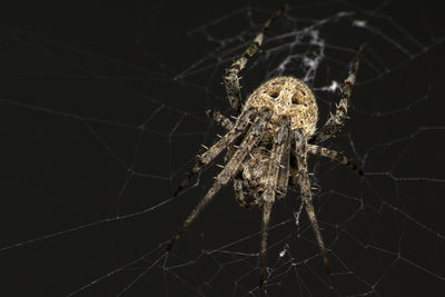 Close-up of spider on web