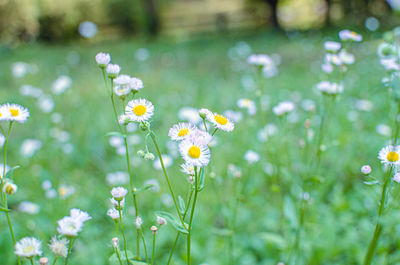 Close-up of daisy flowers on field