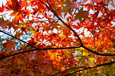 Low angle view of maple leaves on tree during autumn