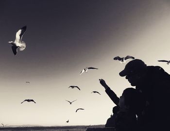 Low angle view of seagulls flying against clear sky