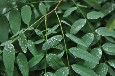 Full frame shot of water drops on leaves