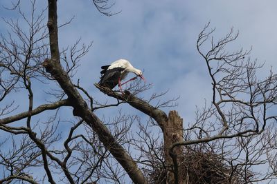 Low angle view of bird perching on tree