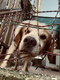 Close-up portrait of dog by fence