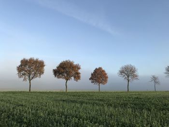 Trees on field against sky