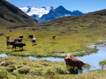 Cows walking on grassy field against mountains
