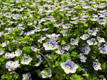 Close-up of purple flowering plants on field