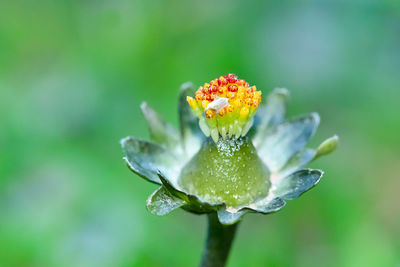 Close-up of wet flower on leaf