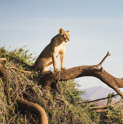 Cat sitting on a tree