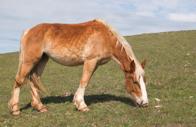 Horse grazing in the paddock in umbria