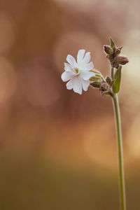 Close-up of white flowering plant